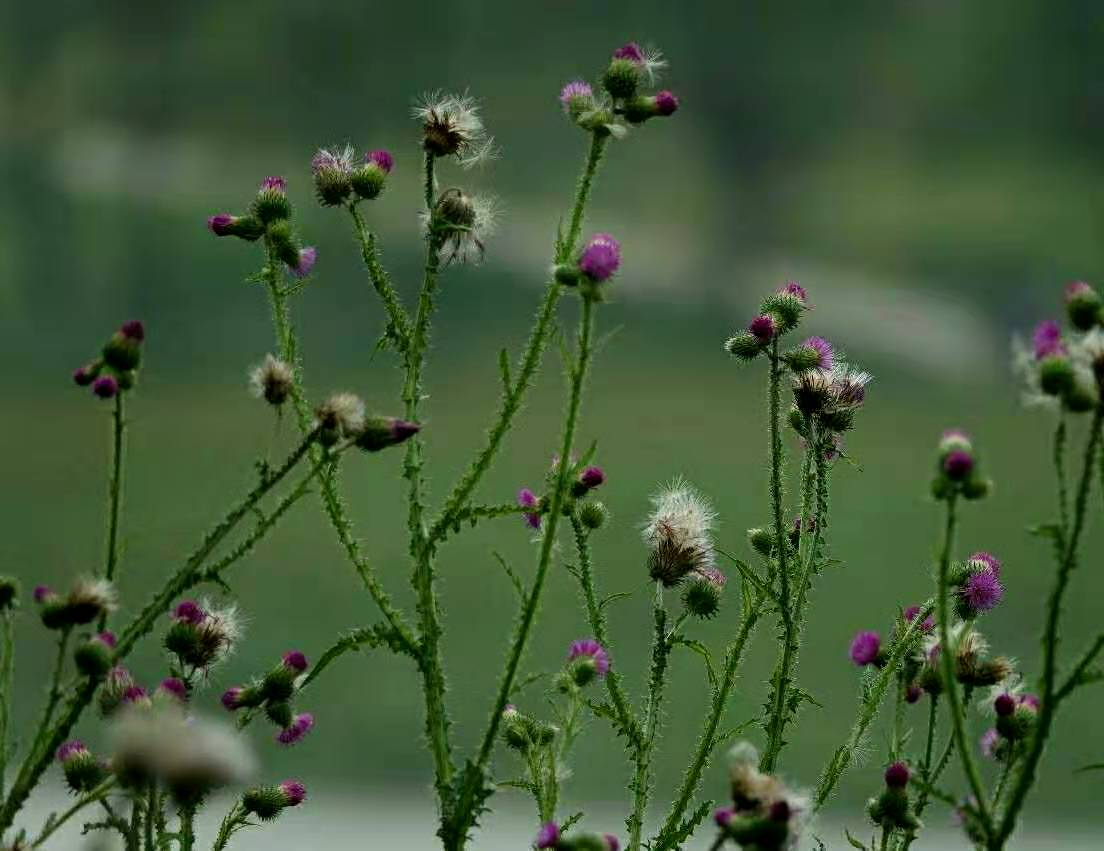 飞廉一名是从《山海经》而来，植物本身有何特征？_百科TA说