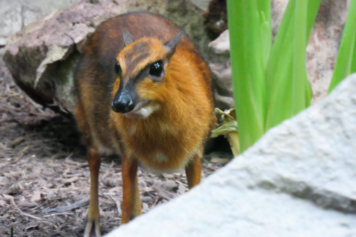  p>大鼷鹿(学名: i>tragulus napu /i>):属于哺乳纲,偶蹄目,鼷鹿科.