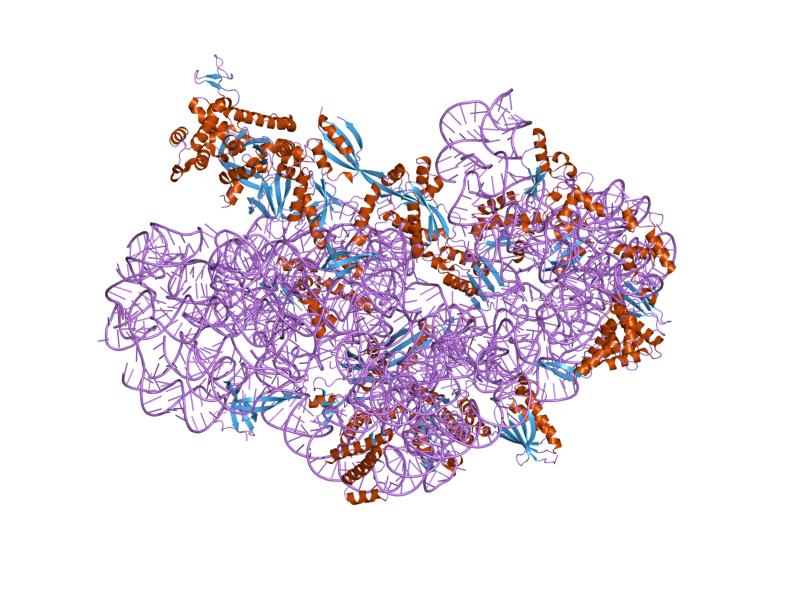  p>核糖体(ribosome),旧称"核糖核蛋白体"或"核蛋白体",普遍被认为是