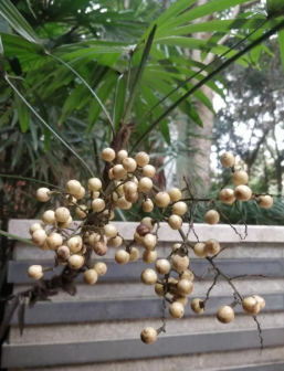 棕竹（棕榈科棕竹属植物）_百度百科