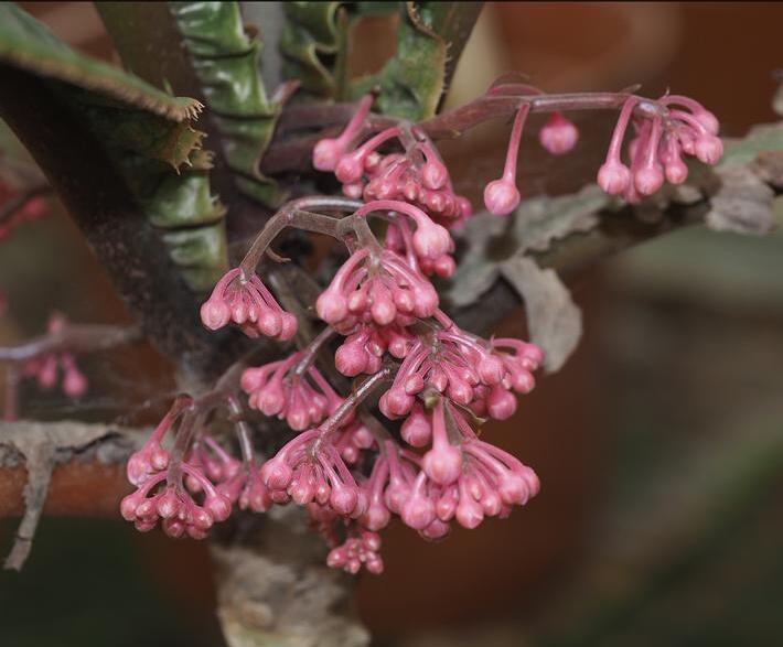  p data-id="gnfdeh3kqy">粗茎紫金牛( i>ardisia dasyrhizomatica /i