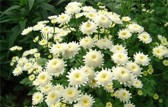 是 a target="_blank" href="/item/菊科/2659935" data-lemmaid="