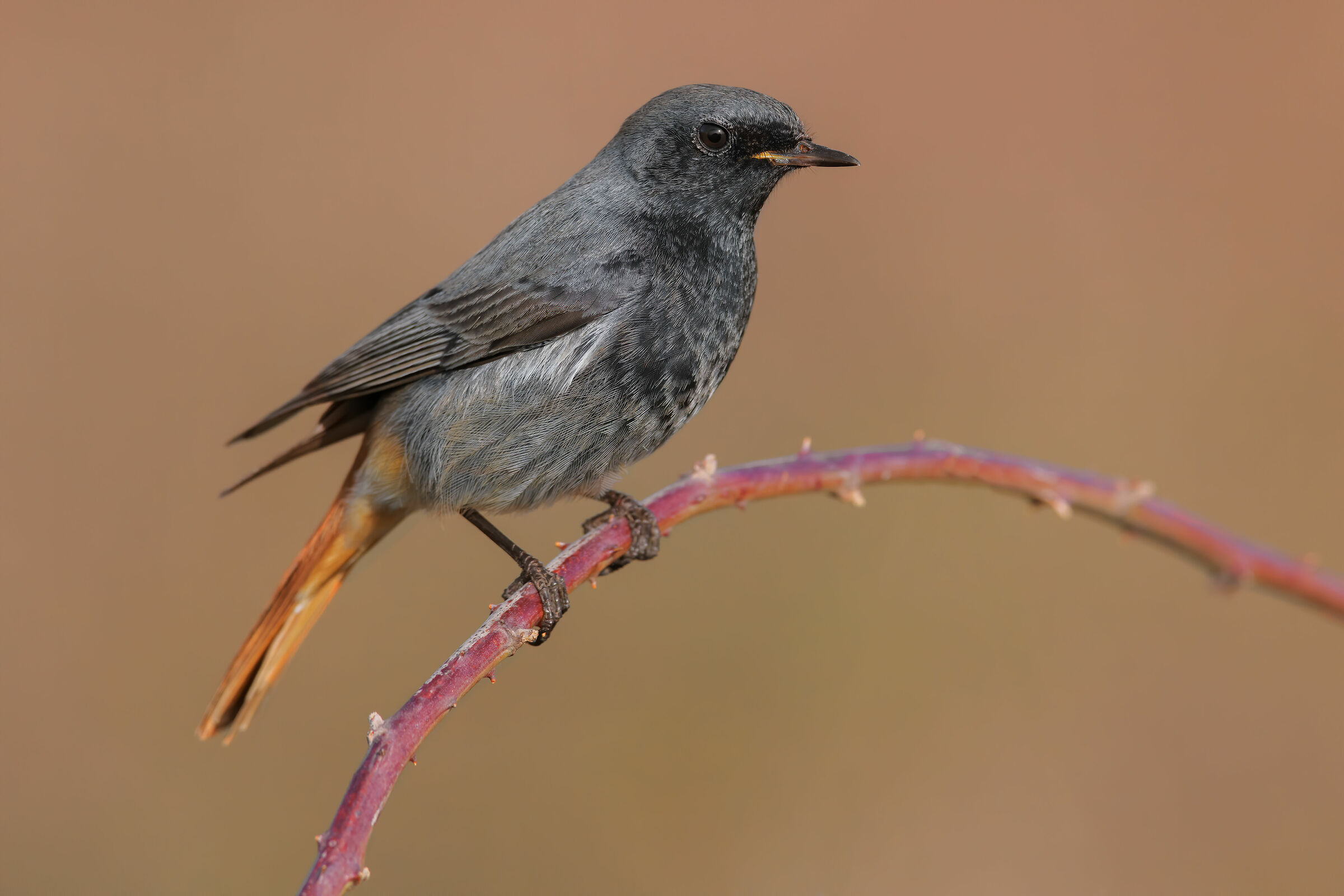 赭红尾鸲南疆亚种