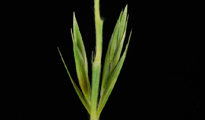  /b>(学名: b> i>leymus angustus /i> /b>)为禾本科赖草属下的一个种