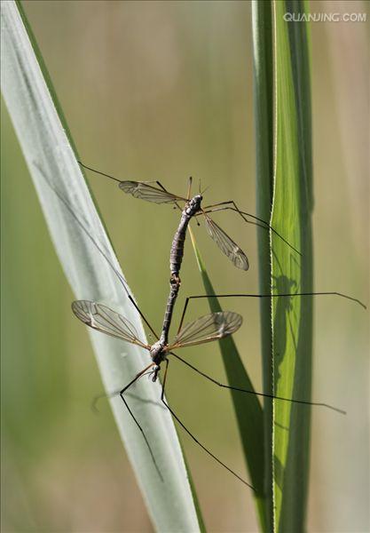  p>大蚊(crane fly), a target="_blank" href="/item/双翅目">双翅目