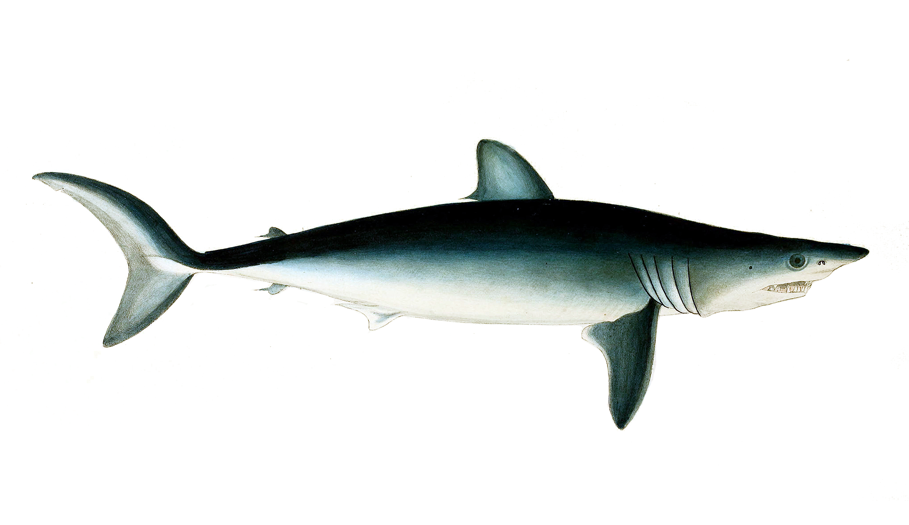 shortfin mako shark