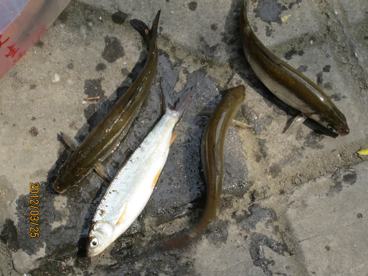  p>圆吻鲴,生长于我国南方各江湖中的一种经济鱼类.