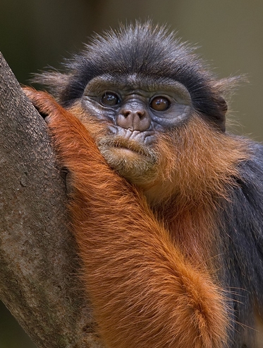  p>西非红疣猴(学名: i>piliocolobus badius /i>)是哺乳纲,猴科的