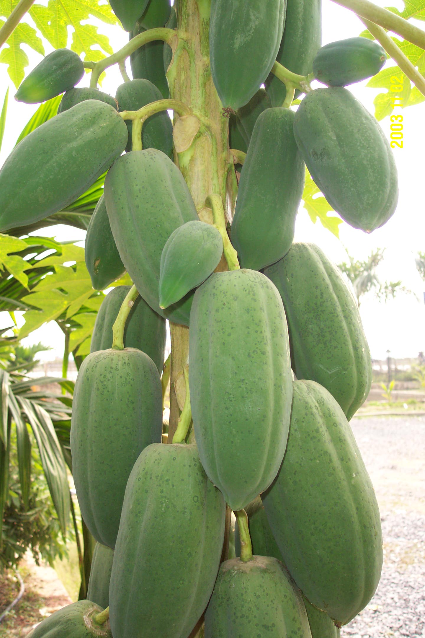 秋海棠(原亚种)