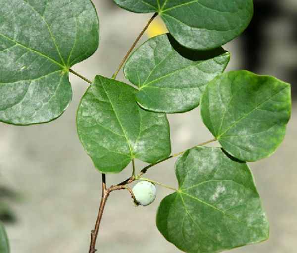  p>长柄双花木(学名: i>disanthus cercidifolius  /i>maxim. var.