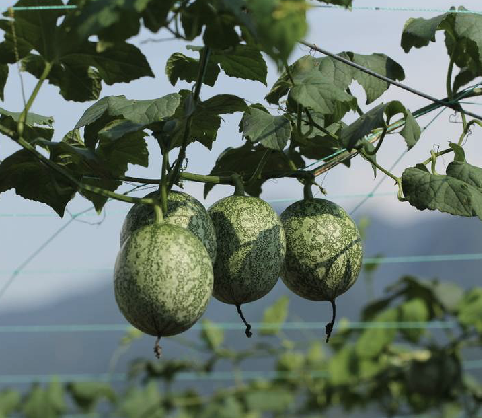 名: i>trichosanthes laceribractea /i> hayata)是葫芦科栝楼属植物