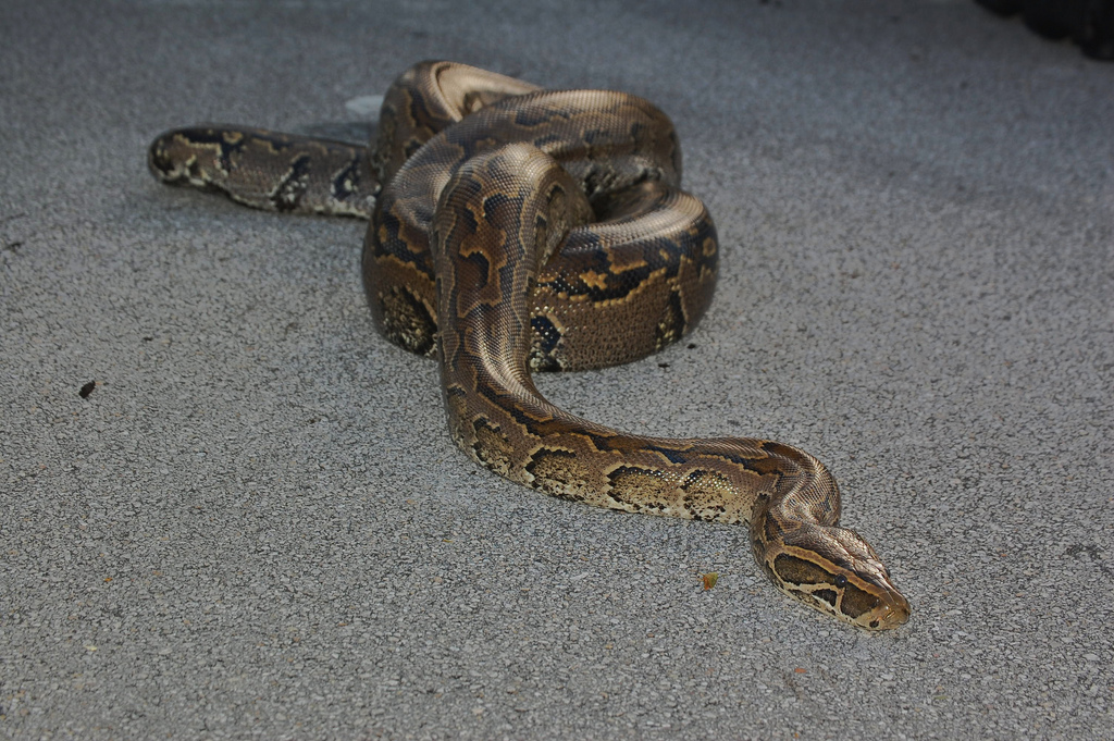  p>非洲岩蟒(学名: i>python sebae /i>)是蛇亚目蟒科蟒属下的一种