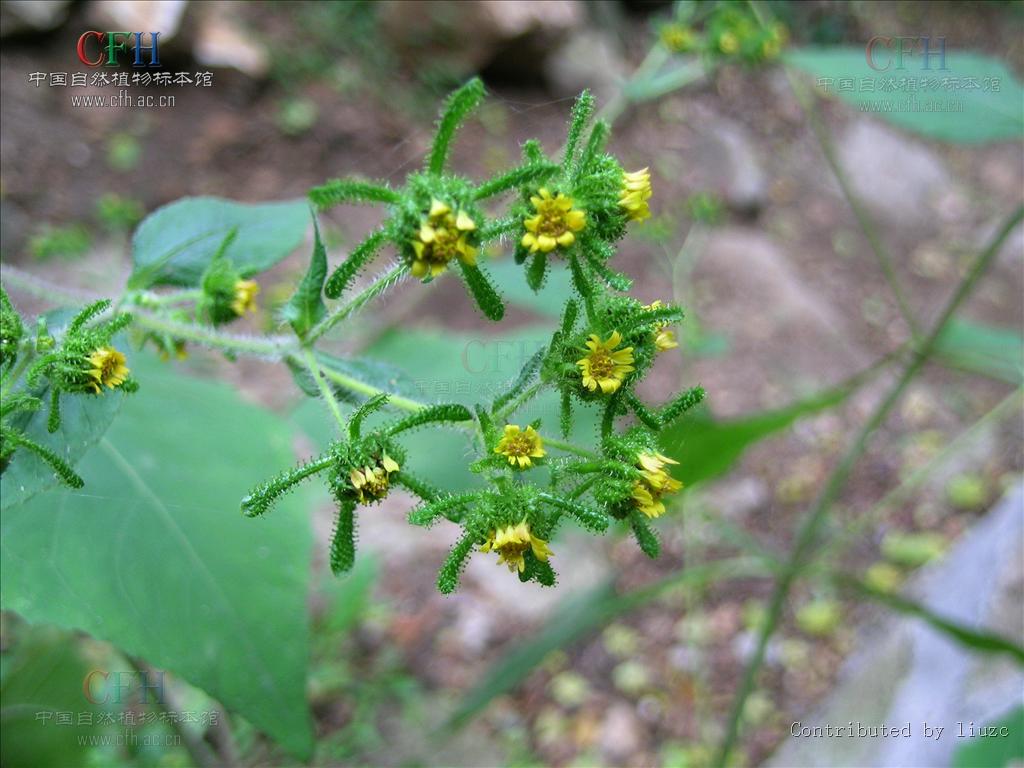 siegesbeckia pubescens