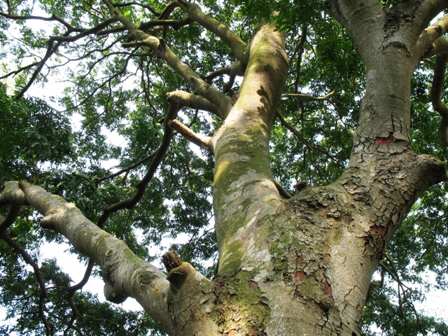  p>蚬木,拉丁学名: i>excentrodendron hsienmu /i>(chun et how) h.