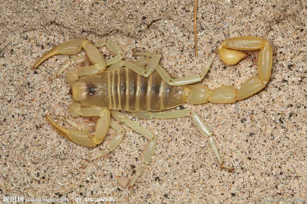 亚利桑那沙漠金蝎