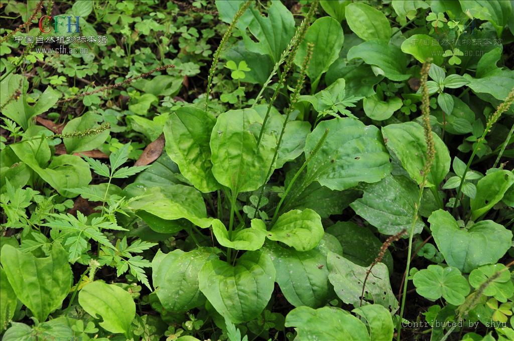  p>小车前,为车前科, a>车前属 /a>的一年生或多年生小草本,叶,花序梗