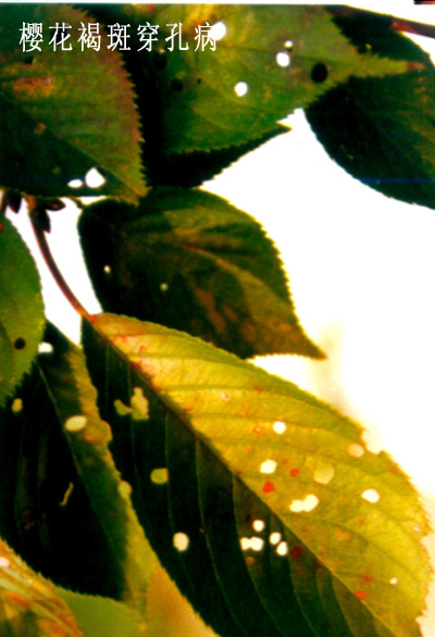  p data-id="gnzzr5g5vz">樱花褐斑穿孔病主要危害樱花叶片,使之干枯