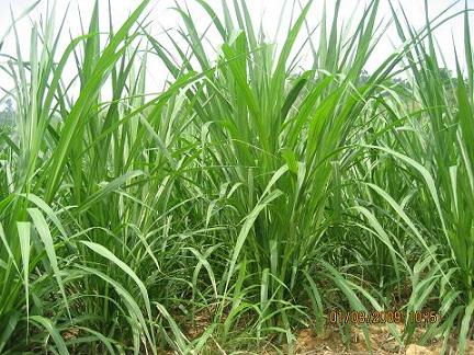  p>象草(学名: i>pennisetum purpureum /i> schum.