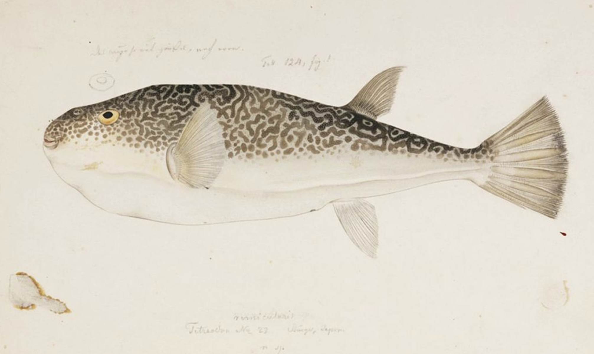  p>虫纹东方鲀(学名: i>takifugu vermicularis /i>)是鲀科,东方鲀属