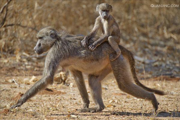  p>狒狒(学名: i>papio /i>):灵长目 a target="_blank" href="/item