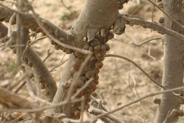  p>大球蚧(学名:eulecanium gigantea)又称为枣大球蚧,梨大球蚧.