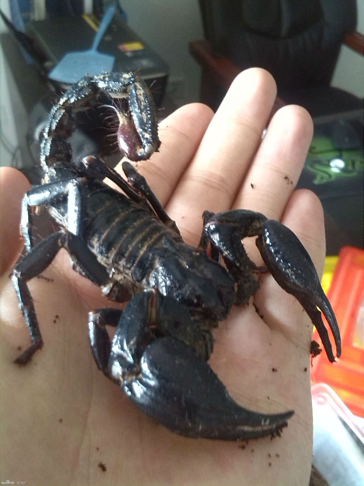 马来西亚雨林蝎