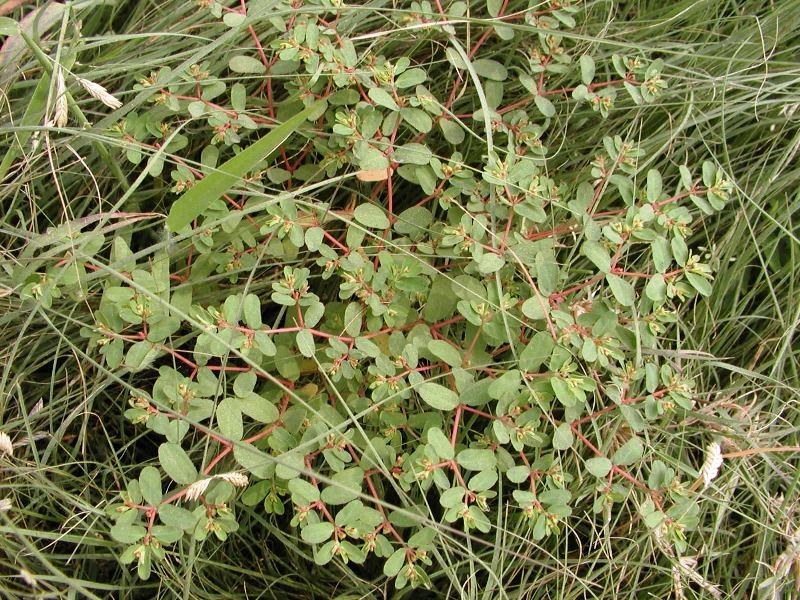 是锦葵科,棉属一年生草本植物,高0.6-1.5米,小枝疏被长毛.