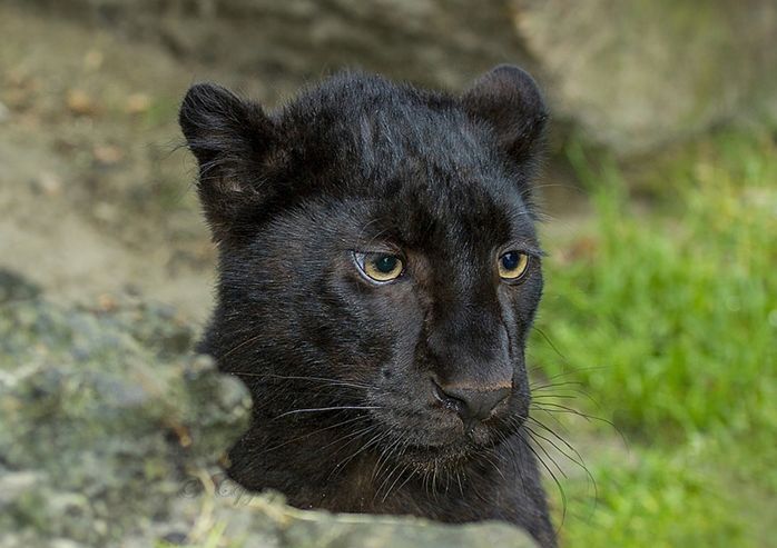  p>黑色美洲狮,拉丁文名:puma concolor nigra,属食肉目,猫科类肉食