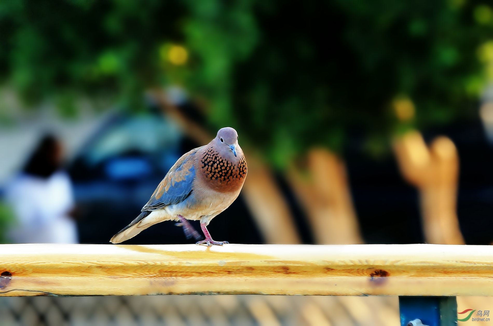  p>鸠鸽科,columbidae,是的鸟类在分类学中隶属于鸟纲 a href="#"