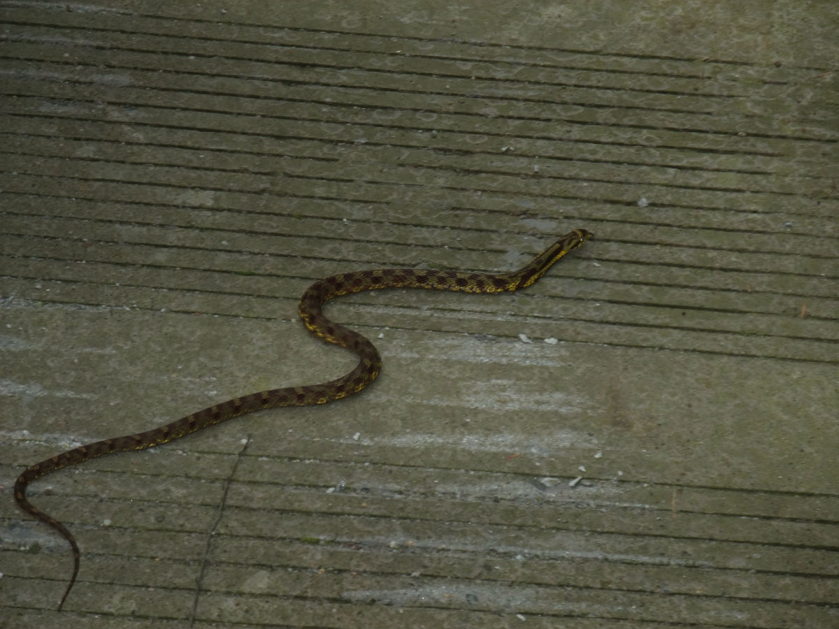 学名:pseudoxenodon macrops)为游蛇科斜鳞蛇属的爬行动物,俗名气扁蛇