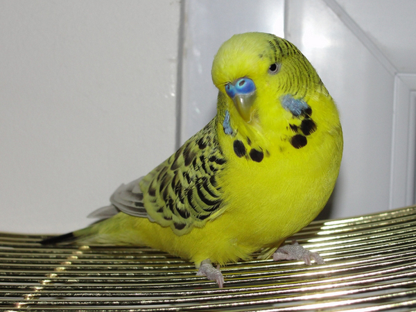  p>虎皮鹦鹉(学名: i>melopsittacus undulatus /i>)是鹦形目鹦鹉科的