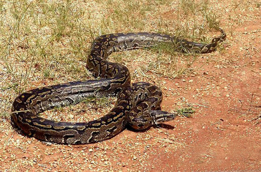 anchietae;是蟒蛇的一种,主要分布在非洲西南部的安哥拉,纳米比亚北部