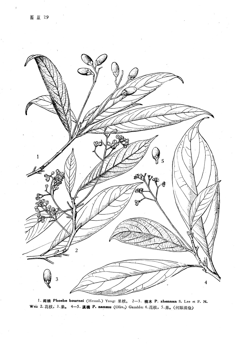 lee)为樟科楠属<a target="