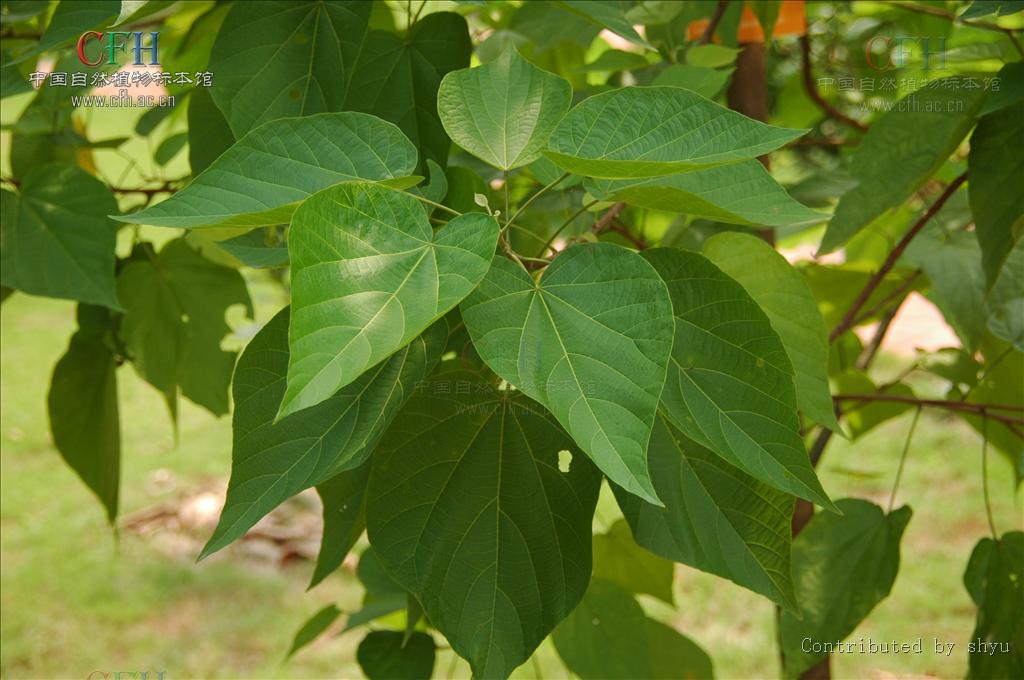  p>海南椴属(学名: i>hainania /i>&nbsp;merr.