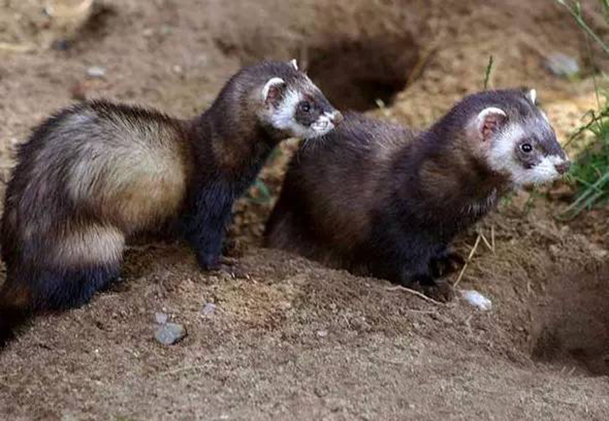  p>林鼬(学名: i>mustela putorius /i>):共有