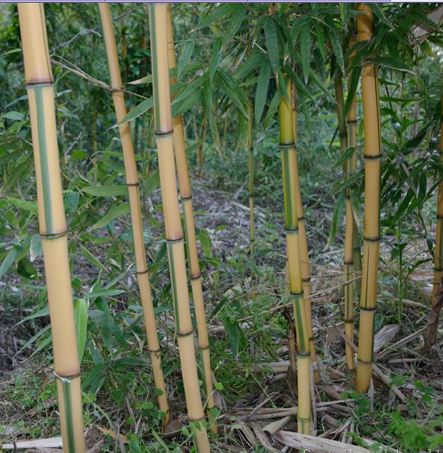  p>黄金间碧竹(学名: i>bambusa vulgaris  /i>schrader ex wendland