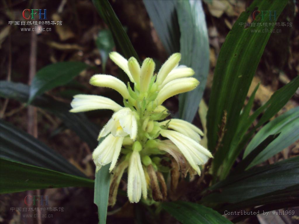  p>三蕊兰属,是 a href="#">微子目 /a>陆生草本,有短根茎;叶延长