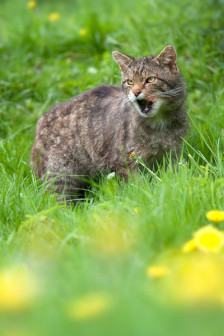 野猫（猫科猫属下的一种动物）_百度百科