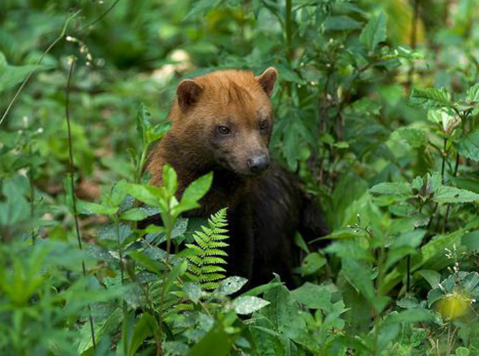  p>薮犬(学名: i>speothos venaticus /i>):体长57-75厘米,肩高20-30