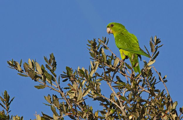  p>青绿锥尾鹦鹉(学名:aratinga holochlora)是典型的 a href="#"