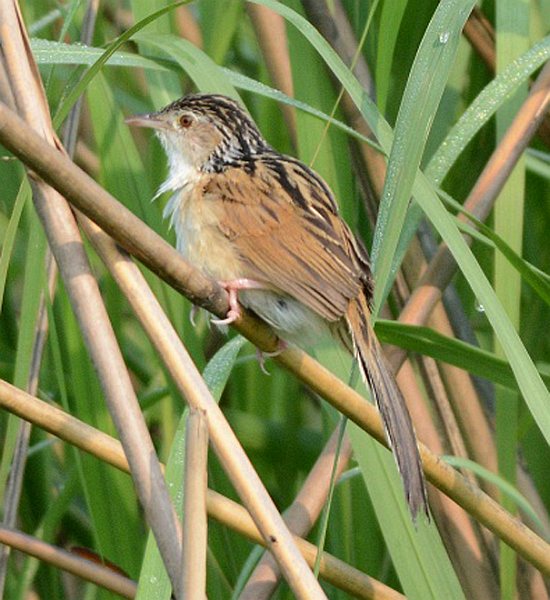  p>大草莺(学名: i>graminicola bengalensis /i>):体长17厘米,是一种