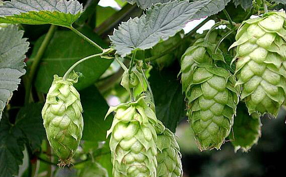  p>啤酒(beer)是一种以 a target="_blank" href="/item/小麦芽