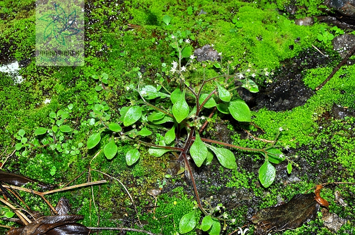  p>大叶火焰草(sedum drymarioides hance)是属于 a target="_blank"