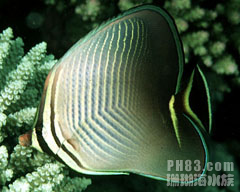  p>三角蝴蝶鱼,chaetodon triangulum, a href="#" data-lemmaid="