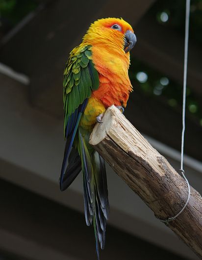  p>詹代亚锥尾鹦鹉(学名:aratinga jandaya)是典型的 a href="#" data