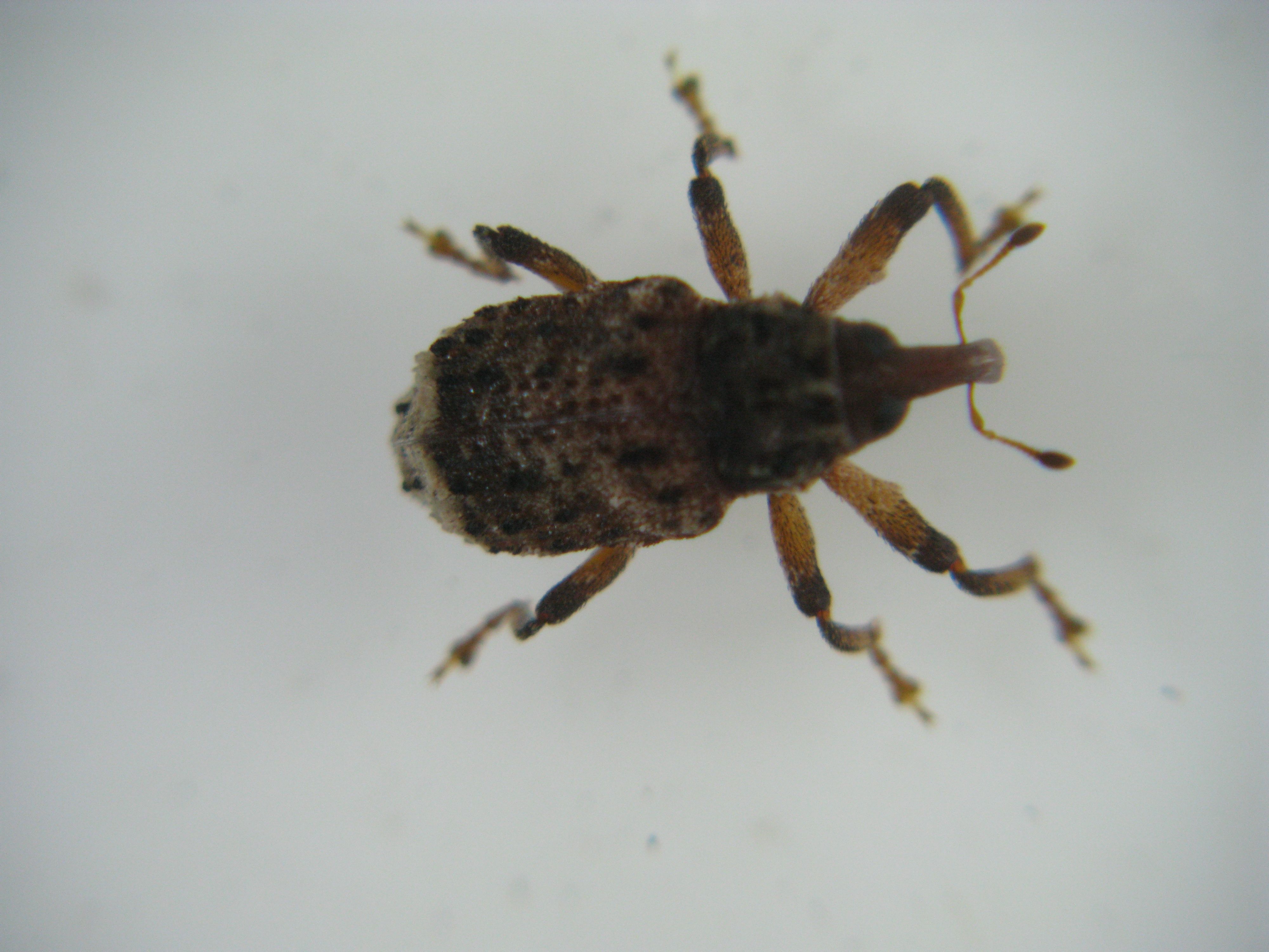  p>昆虫名,属鞘翅目(coleoptera),象虫科(curculionidae).