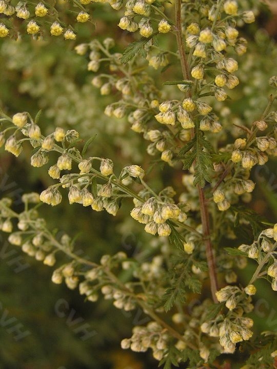 p>白莲蒿(学名: i>artemisia sacrorum ledeb.
