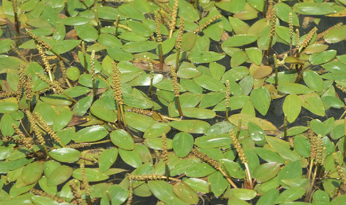  p>浮叶眼子菜(学名: i>potamogeton natans /i> l.