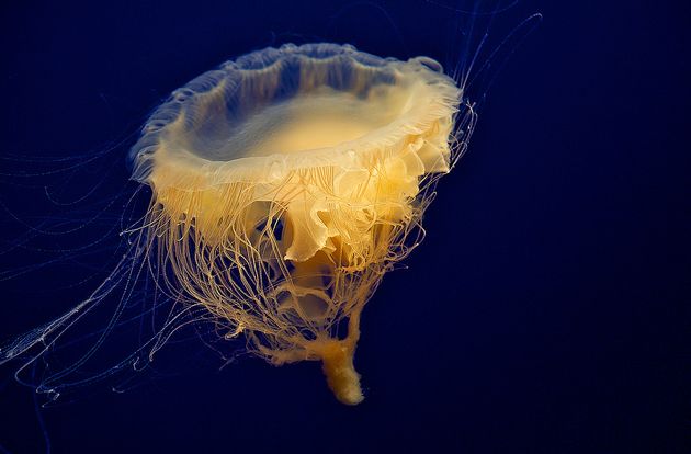  p>煎蛋水母(学名:phacellophora camtschatica)是钵水母纲的海洋生物