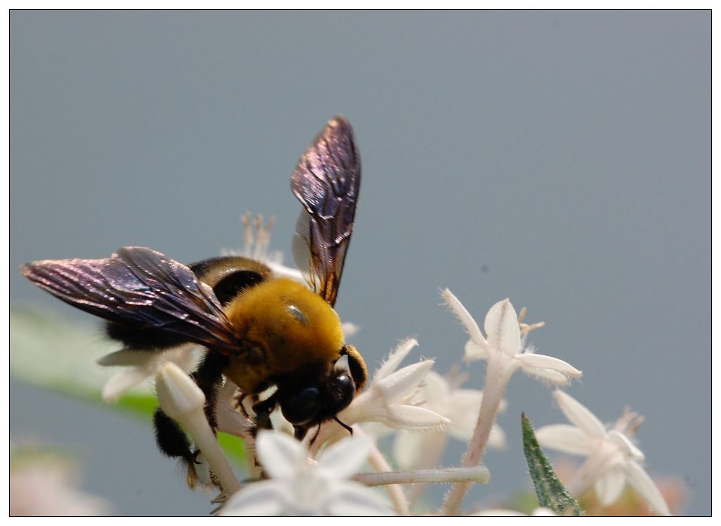  p>中华木蜂, i>xylocopa sinensis /i> smith, a href="#">蜜蜂科 /a